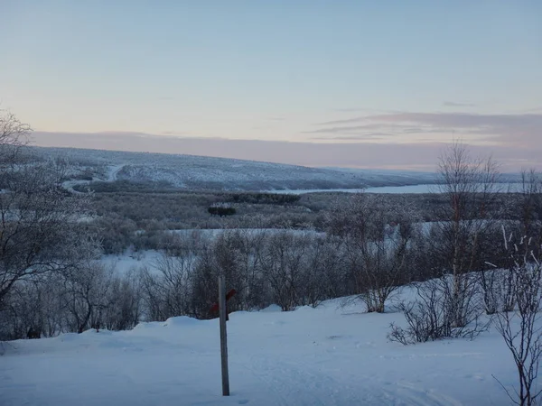 Замерзшие деревья на зимней лужайке — стоковое фото