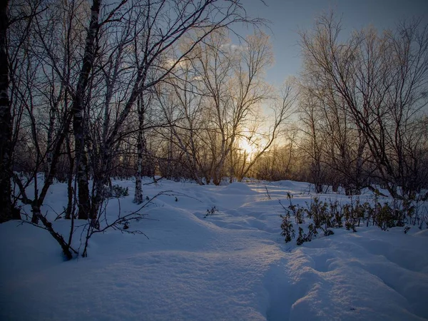 Zmrzlé stromy v zimě lappland — Stock fotografie