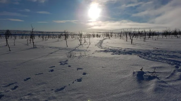 Árvores congeladas no inverno lappland — Fotografia de Stock