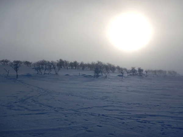 Gefrorene Bäume im nördlichen Lappland — Stockfoto