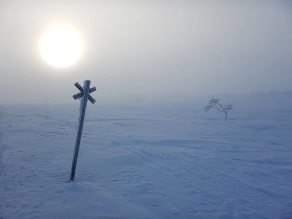 Arbres gelés en lapplande nordique — Photo