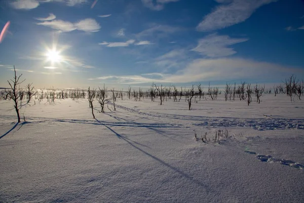 Замерзшие деревья на зимней лужайке — стоковое фото