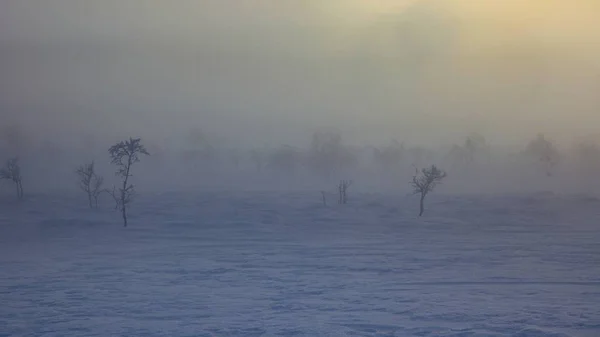 Arbres gelés en lapplande nordique — Photo