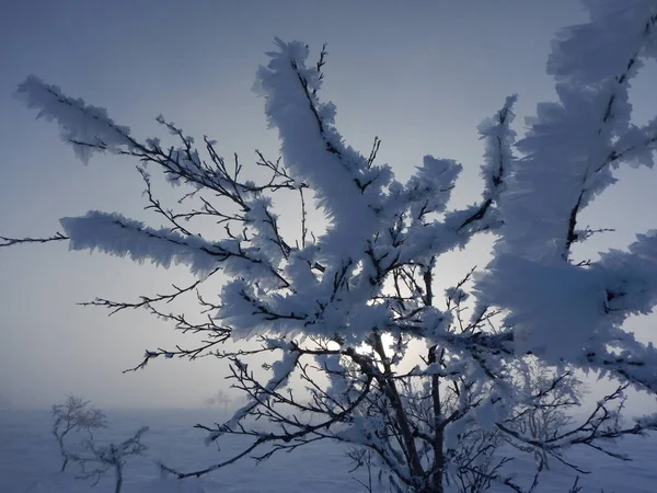 Árvores congeladas no inverno lappland — Fotografia de Stock