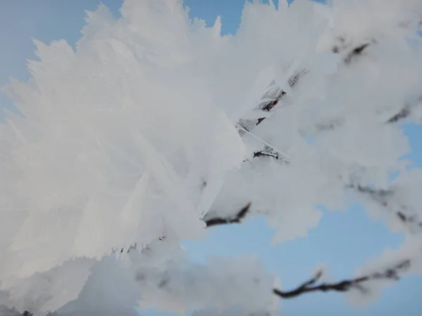 Árboles congelados en invierno lappland —  Fotos de Stock