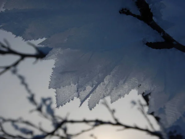 Árboles congelados en invierno lappland — Foto de Stock