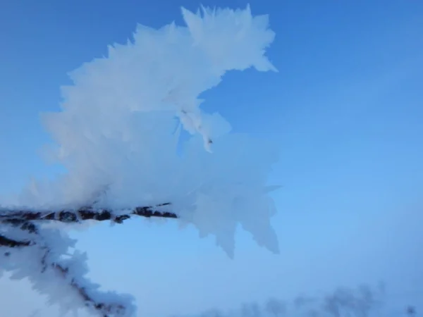 Árboles congelados en invierno lappland —  Fotos de Stock