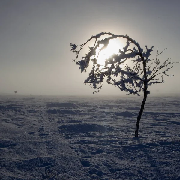 Zamrożone drzewa w zimie lappland — Zdjęcie stockowe