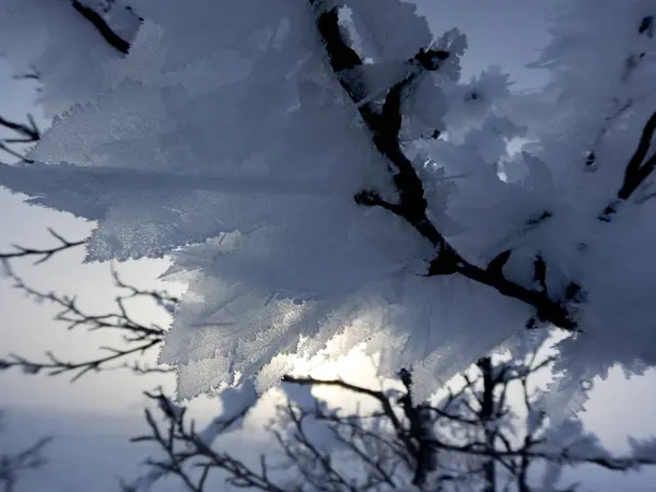 冬のラップランドで凍結の木 — ストック写真