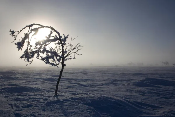 Arbres gelés en hiver lappland — Photo