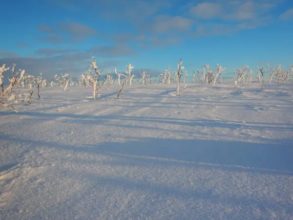 Gefrorene Bäume im Winterland — Stockfoto