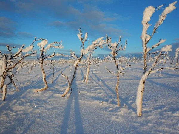 Arbres gelés en hiver lappland — Photo