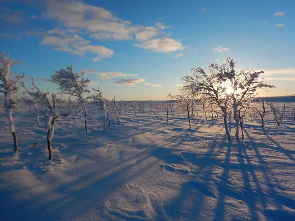 Fryst träd i vinter lappland — Stockfoto