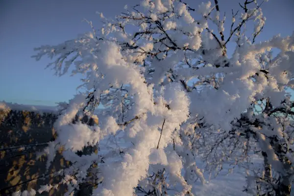 Zamrożone drzewa w zimie lappland — Zdjęcie stockowe