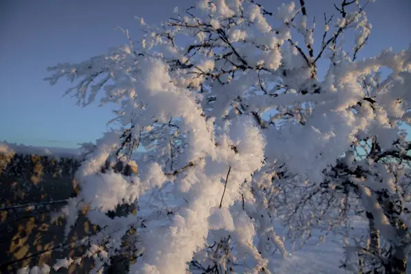 Frozen trees in winter lappland — Stock Photo, Image