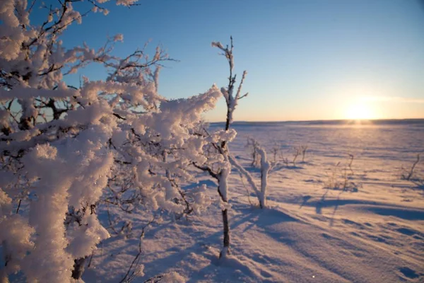 Bevroren bomen in de winter lappland — Stockfoto