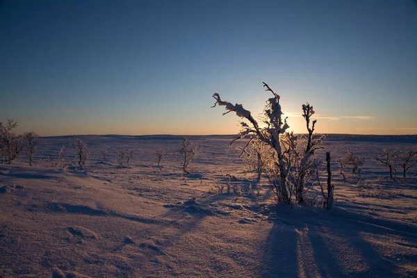 Beaux arbres gelés dans le nord de la lapplande — Photo