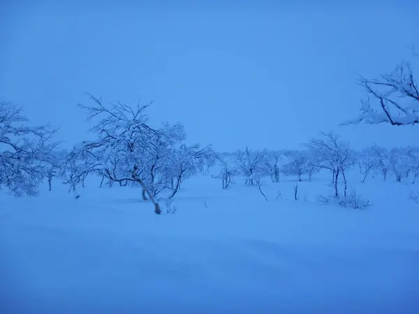 Заморожені дерева на північній планці — стокове фото