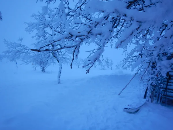 Mrożone drzew w północnej lappland — Zdjęcie stockowe