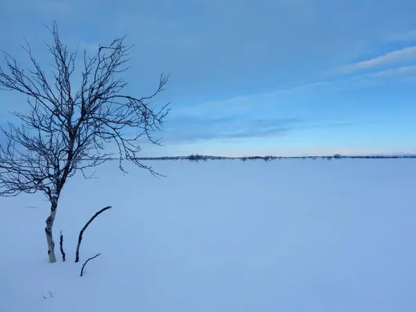 Beaux arbres gelés dans le nord de la lapplande — Photo