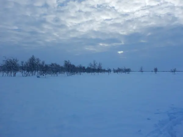 Beaux arbres gelés dans le nord de la lapplande — Photo