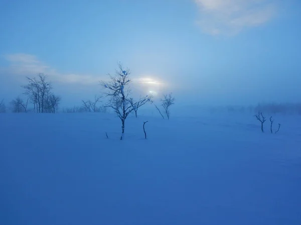 Arbres gelés en lapplande nordique — Photo