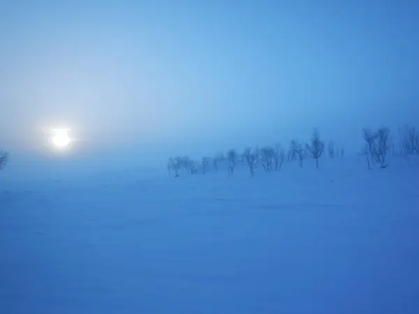 Mrożone drzew w północnej lappland — Zdjęcie stockowe
