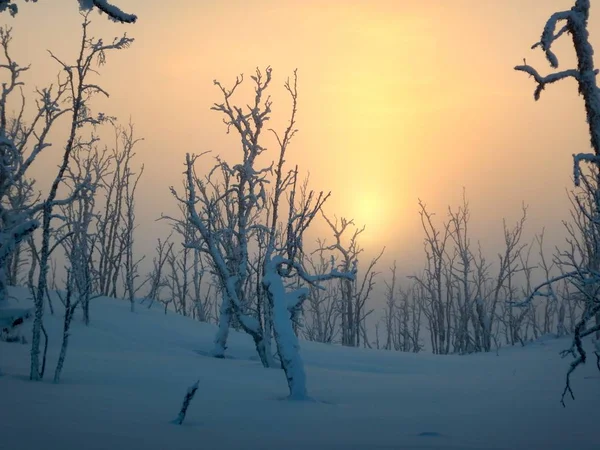 Arbres gelés en lapplande nordique — Photo