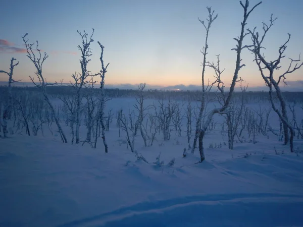 Arbres gelés en lapplande nordique — Photo