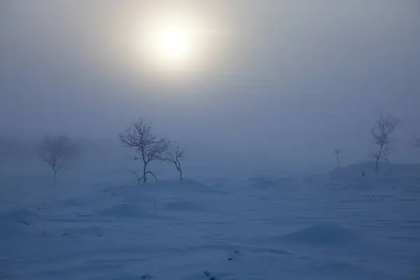 Gefrorene Bäume im nördlichen Lappland — Stockfoto