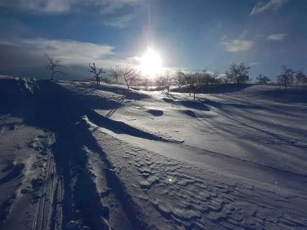 Schöne gefrorene Bäume im nördlichen Lappland — Stockfoto