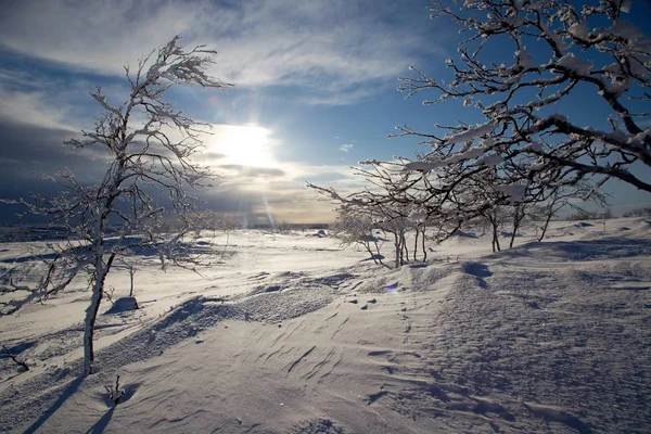 Beaux arbres gelés dans le nord de la lapplande — Photo