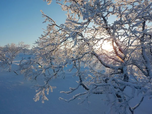 Piękne drzewa zamrożone w północnej lappland — Zdjęcie stockowe