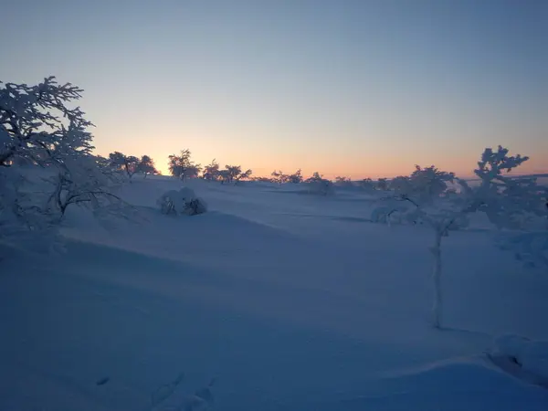 Schöne gefrorene Bäume im nördlichen Lappland — Stockfoto