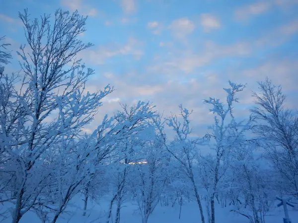 Schöne gefrorene Bäume im nördlichen Lappland — Stockfoto