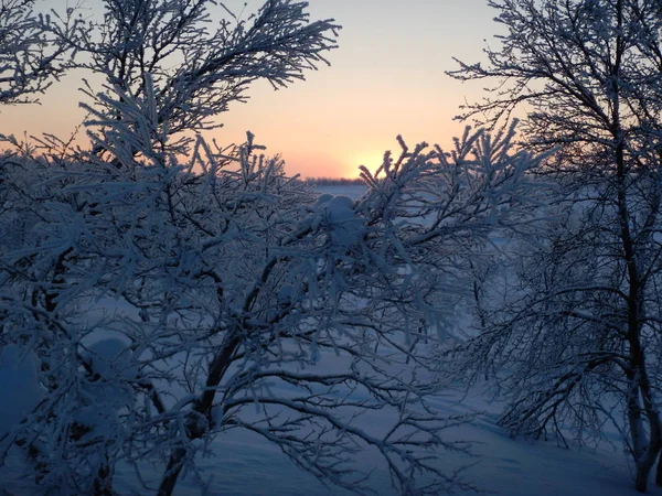 Krásné zmrzlé stromy v severním Laponsku — Stock fotografie