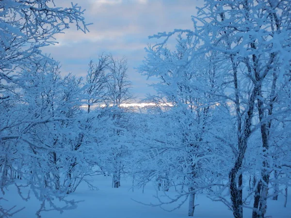 Piękne drzewa zamrożone w północnej lappland — Zdjęcie stockowe