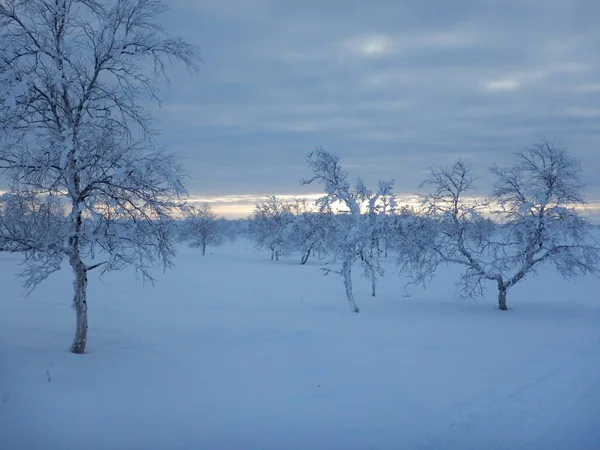 Beaux arbres gelés dans le nord de la lapplande — Photo