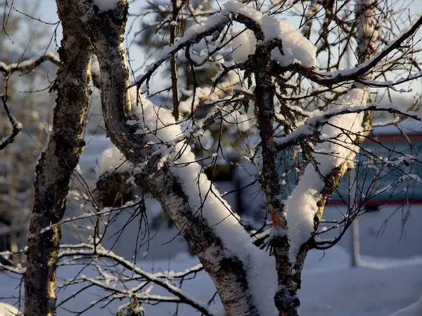 冬のラップランドで凍結の木 — ストック写真