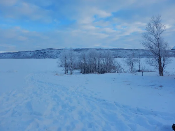 Arbres gelés en hiver lappland — Photo