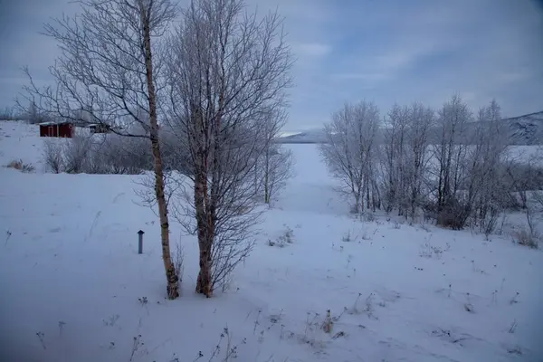 Kış lappland donmuş ağaçlarda