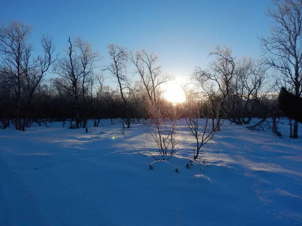 Zmrzlé stromy v zimě lappland — Stock fotografie