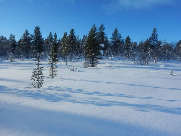 Avontuur Crosscountry Skiën Noord Lapland Schitterende Natuur — Stockfoto