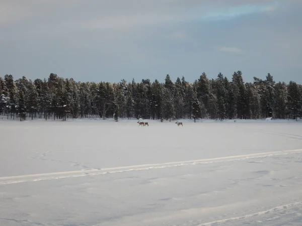 Een Groep Van Verlegen Rendieren Een Bevroren Meer Finland — Stockfoto