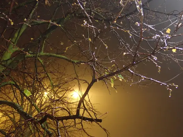 Geheimnisvolle Neblige Nachtstraße Mit Baum Und Licht — Stockfoto