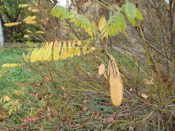 Hojas de colores otoñales en la naturaleza —  Fotos de Stock