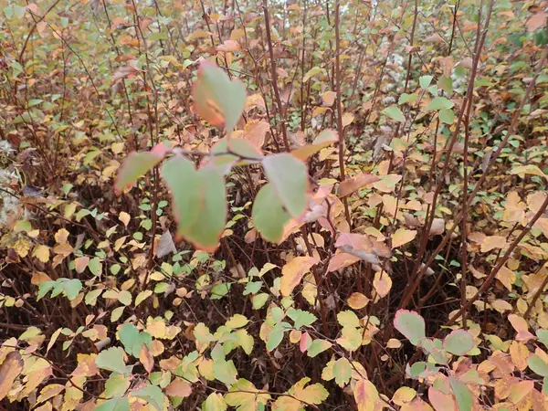 Herfst kleurrijke bladeren in de natuur — Stockfoto