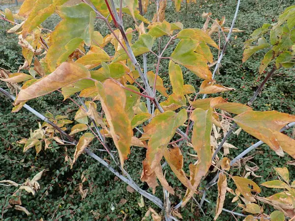 Hojas de colores otoñales en la naturaleza —  Fotos de Stock