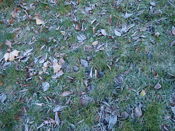 Kuru sonbahar yaprakları çimlerin üzerinde — Stok fotoğraf