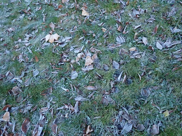 Torra höstlöv på gräset — Stockfoto